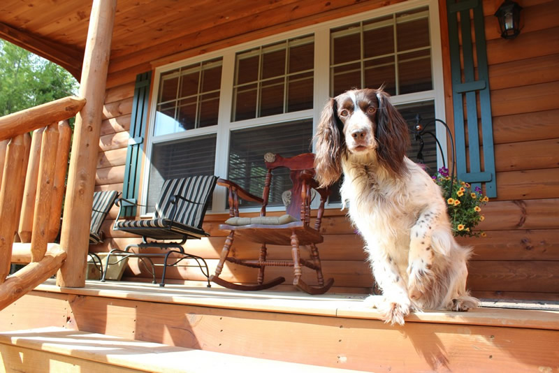 log home dog on porch