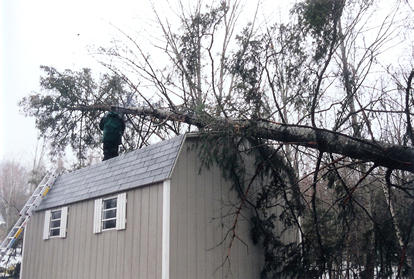 Tree on High Side 2