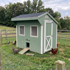 Backyard chicken coop